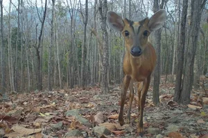 Rare Wildlife Discovered in Binh Thuan Forests: Douc Langurs and Pangolins - image 1