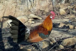 Rare Wildlife Discovered in Binh Thuan Forests: Douc Langurs and Pangolins - image 5
