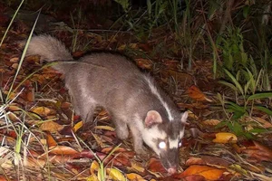 Rare Wildlife Discovered in Binh Thuan Forests: Douc Langurs and Pangolins - image 9