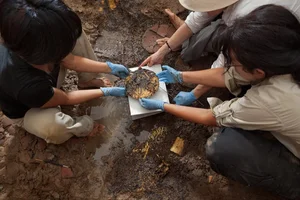 Shocking Discovery: What Experts Found Hidden Underneath an Ancient Tree Root - image 4