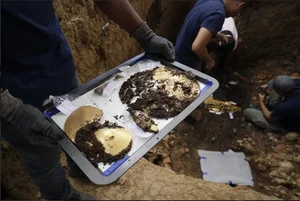 Shocking Discovery: What Experts Found Hidden Underneath an Ancient Tree Root - image 3