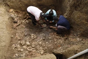 Shocking Discovery: What Experts Found Hidden Underneath an Ancient Tree Root - image 1