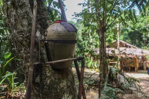Exploring the Tribal Heritage of Borneo: A Journey into the Heart of Asia's Largest Island - image 3