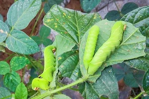 From Terrifying Pest to Culinary Delicacy: The World of Edible Caterpillars - image 2