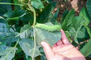 From Terrifying Pest to Culinary Delicacy: The World of Edible Caterpillars - image 4