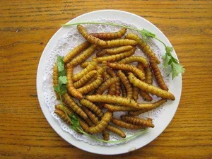 From Terrifying Pest to Culinary Delicacy: The World of Edible Caterpillars - image 6