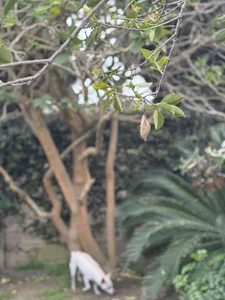 Actress Kim Hien Shares Her Picture-Perfect Spring Garden in the United States - image 10