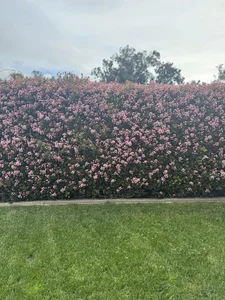 Actress Kim Hien Shares Her Picture-Perfect Spring Garden in the United States - image 1