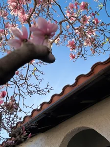 Actress Kim Hien Shares Her Picture-Perfect Spring Garden in the United States - image 0