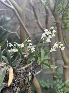 Actress Kim Hien Shares Her Picture-Perfect Spring Garden in the United States - image 4