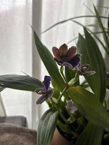 Actress Kim Hien Shares Her Picture-Perfect Spring Garden in the United States - image 8