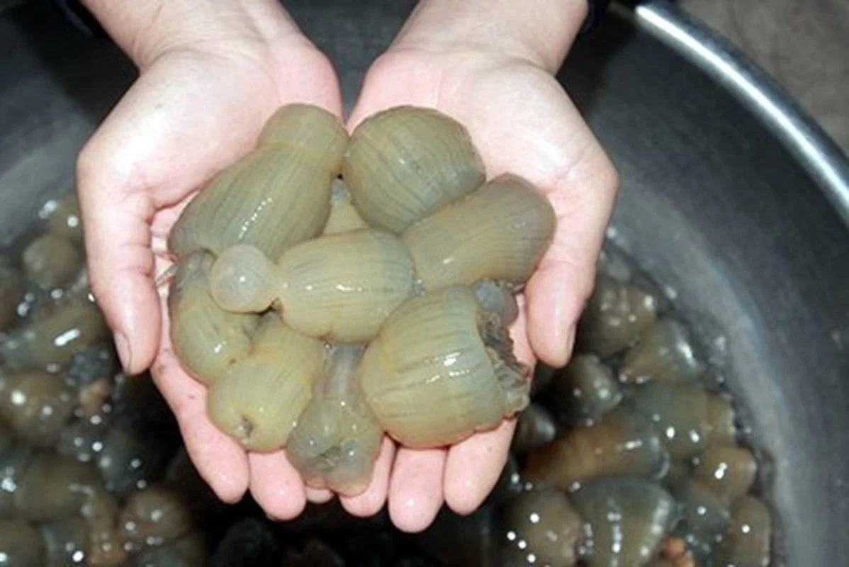 The Rare Superfood: Why This $3,000/kg Delicacy is in High Demand
