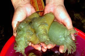 The Rare Superfood: Why This $3,000/kg Delicacy is in High Demand - image 2