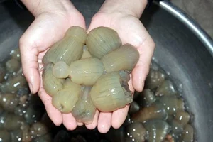 The Rare Superfood: Why This $3,000/kg Delicacy is in High Demand - image 0