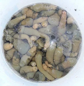 The Rare Superfood: Why This $3,000/kg Delicacy is in High Demand - image 10