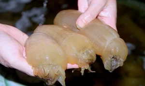 The Rare Superfood: Why This $3,000/kg Delicacy is in High Demand - image 6