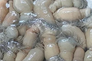 The Rare Superfood: Why This $3,000/kg Delicacy is in High Demand - image 5