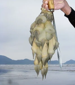 The Rare Superfood: Why This $3,000/kg Delicacy is in High Demand - image 3