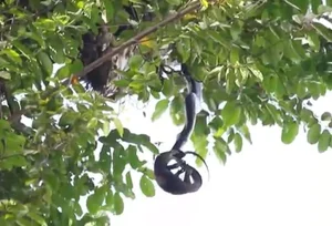 The Giant Flying Fox: Nature's Mysterious Winged Mammal in the Wild - image 3