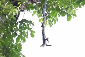The Giant Flying Fox: Nature's Mysterious Winged Mammal in the Wild - image 4
