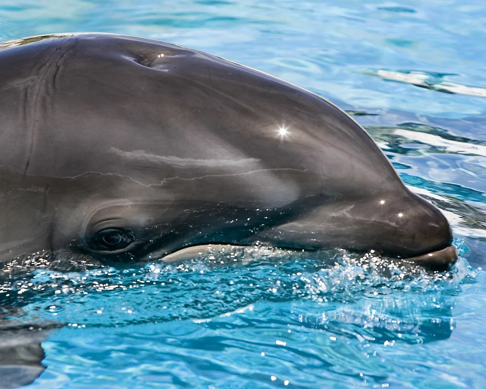 Incredible Hybrid Animals That Look Too Beautiful to Be Real