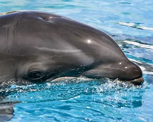Incredible Hybrid Animals That Look Too Beautiful to Be Real - image 0