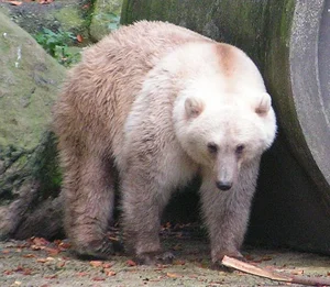 Incredible Hybrid Animals That Look Too Beautiful to Be Real - image 4