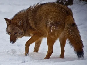Incredible Hybrid Animals That Look Too Beautiful to Be Real - image 6