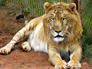 Incredible Hybrid Animals That Look Too Beautiful to Be Real - image 1