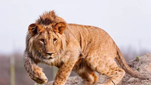 Incredible Hybrid Animals That Look Too Beautiful to Be Real - image 2
