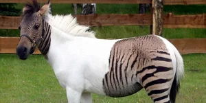 Incredible Hybrid Animals That Look Too Beautiful to Be Real - image 3