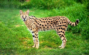 Incredible Hybrid Animals That Look Too Beautiful to Be Real - image 7