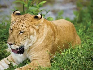 Incredible Hybrid Animals That Look Too Beautiful to Be Real - image 5