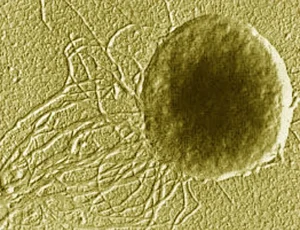 Unbelievable Facts About Earth's Most Mysterious Life Forms - image 9