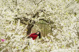 Exploring the Fairytale Flower Seasons of Northwest Vietnam’s Mountains - image 5