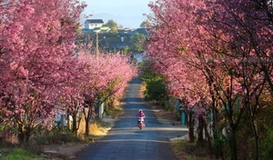 Exploring the Fairytale Flower Seasons of Northwest Vietnam’s Mountains - image 8