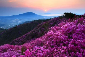 Exploring the Fairytale Flower Seasons of Northwest Vietnam’s Mountains - image 9