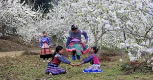 Exploring the Fairytale Flower Seasons of Northwest Vietnam’s Mountains - image 3