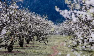 Exploring the Fairytale Flower Seasons of Northwest Vietnam’s Mountains - image 7