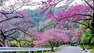 Exploring the Fairytale Flower Seasons of Northwest Vietnam’s Mountains - image 10