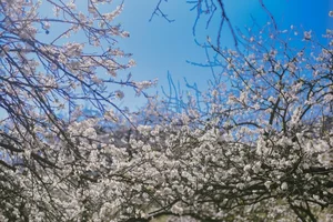 Exploring the Fairytale Flower Seasons of Northwest Vietnam’s Mountains - image 0