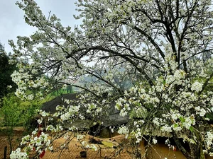 Exploring the Fairytale Flower Seasons of Northwest Vietnam’s Mountains - image 4