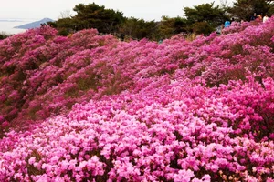 Exploring the Fairytale Flower Seasons of Northwest Vietnam’s Mountains - image 6