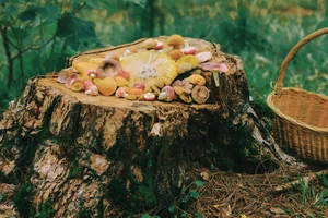 Rainy Season in Da Lat: A Chilling Guide to Picking Wild Mushrooms - image 6