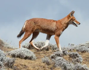 The Ethiopian Wolf: Discover Africa's Rarest and Highest-Dwelling Wild Canid - image 1