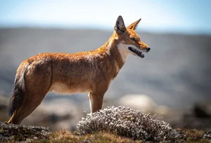 The Ethiopian Wolf: Discover Africa's Rarest and Highest-Dwelling Wild Canid - image 5