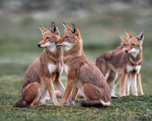 The Ethiopian Wolf: Discover Africa's Rarest and Highest-Dwelling Wild Canid - image 4
