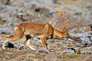 The Ethiopian Wolf: Discover Africa's Rarest and Highest-Dwelling Wild Canid - image 2