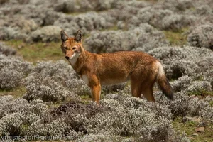 The Ethiopian Wolf: Discover Africa's Rarest and Highest-Dwelling Wild Canid - image 3