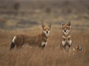 The Ethiopian Wolf: Discover Africa's Rarest and Highest-Dwelling Wild Canid - image 7